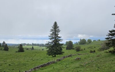 Observation des oiseaux chanteurs au Mont-Racine et à la Grande Sagneule.