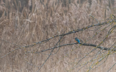 Matinée d&rsquo;observation des oiseaux du lac (janvier 2026)